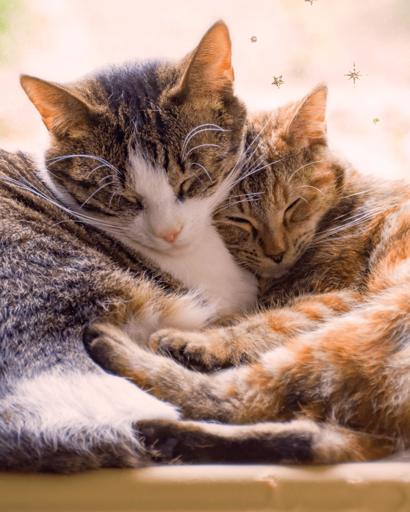 Reiki etähoito lemmikille